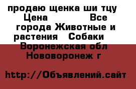 продаю щенка ши-тцу › Цена ­ 10 000 - Все города Животные и растения » Собаки   . Воронежская обл.,Нововоронеж г.